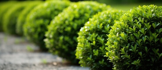 A close up view of a series of green bushes lined up along the edge of a walkway in an urban area