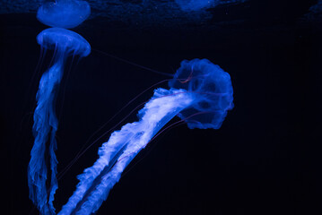 Long-legged jellyfish in an aquarium - obrazy, fototapety, plakaty