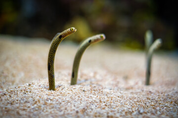 Spotted garden-eel, Heteroconger hassi