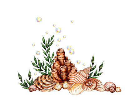 recommend clip art: Watercolor illustration of the underwater world with algae, beige corals, shells and bubbles. Sea animals isolated on white background. Compositions for posters, cards, banners, flyers, covers,