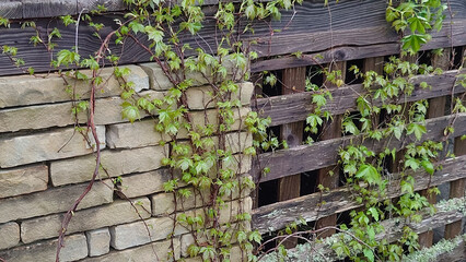 creeper ivy vine on cedar lattice wood and stacked sandstone block house skirting
