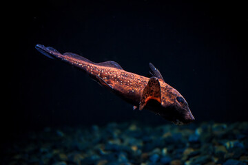 Spotted ratfish Hydrolagus colliei underwater in sea - 765259204
