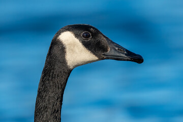 Close-up portrait of Canada Goose head and face
