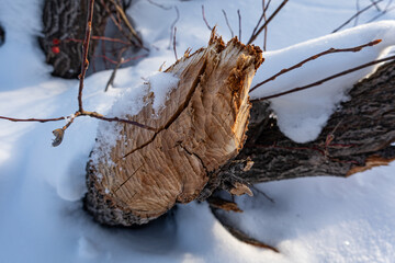 beaver cut stump