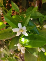 Obraz premium apple flower