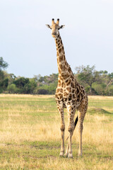 Giraffe standing looking at the camera in Botswana