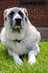 Great Pyrenees mix dog laying down on grass looking serious, with brick background. Selective focus