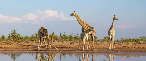 Gordijnen Group of giraffe at a waterhole in Botswana © Heather