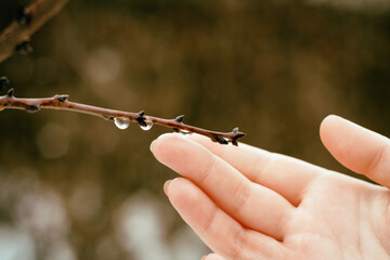 Female hand touches a drop on a tree branch