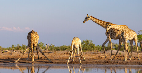 Group of giraffe at a waterhole in Botswana © Heather