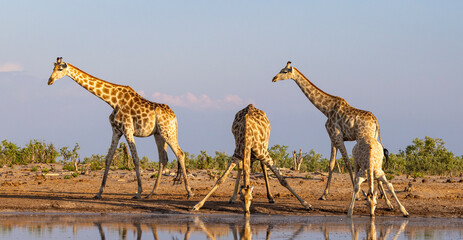 Group of giraffe at a waterhole in Botswana