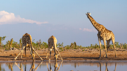 Group of giraffe at a waterhole in Botswana