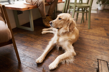 Close up portrait of a golden retriever lying on floor of dog-friendly cafe, looking outside of the...