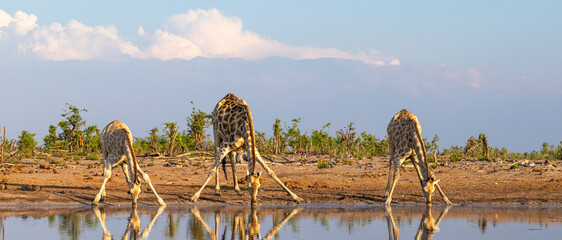 Group of giraffe at a waterhole in Botswana