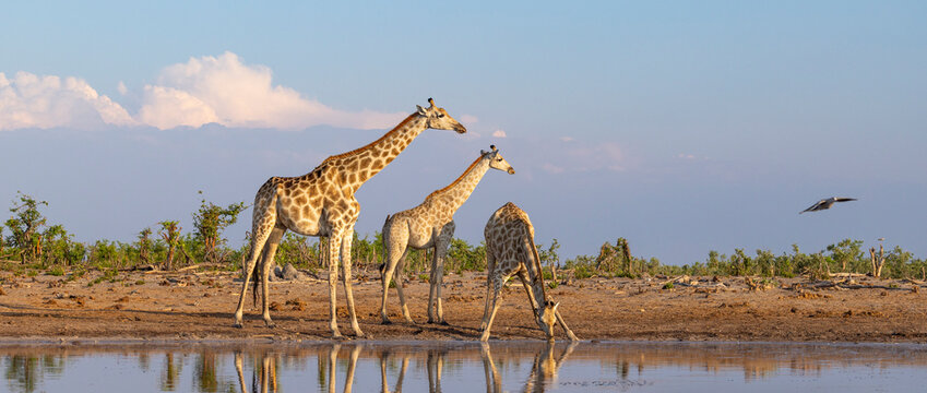 Group of giraffe at a waterhole in Botswana