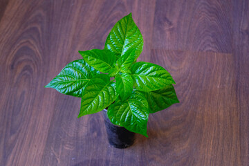 Young habanero pepper plant. Capsicum chinense.