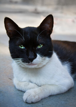 Portrait of a homeless black and white cat.