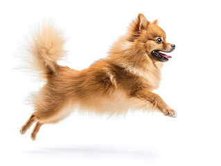 Cute little pomeranian dog running and jumping on white background, side view shot.