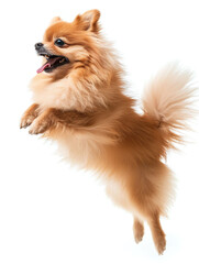 Cute little pomeranian dog running and jumping on white background, side view shot.