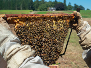 Top bar honey bee comb