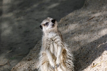 meerkat on the rock, looking at the sky