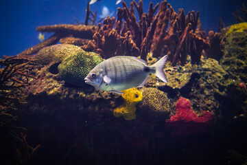 Sargo or white seabream Diplodus sargus fish underwater in sea