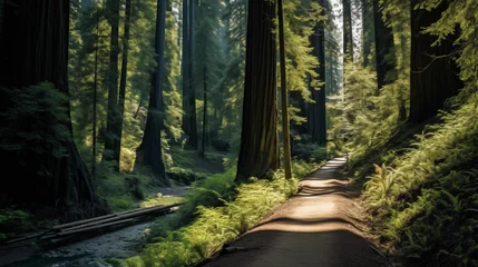 Plexiglas foto achterwand path in the woods © Image Studio