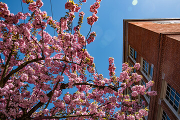 Cherry Blossom Tree and Brick City Building in Portland, OR