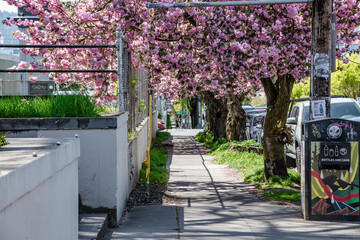 Portland, OR Streetscape Sidewalk With Springtime Cherry Blossoms Overhead