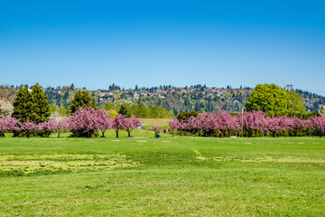 Spring Cherry Blossom Trees Blooming in Grassy Meadow Blue Lake Park in Portland, OR
