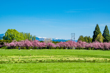 Portland, OR Blue Lake Park Full of Blooming Cherry Blossom Trees in Spring Meadow of Grass