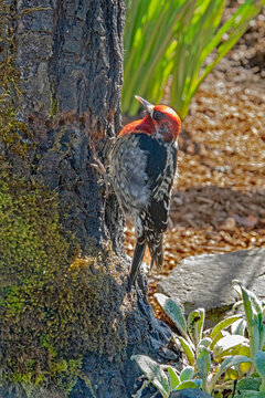 redheaded woodpecker on tree