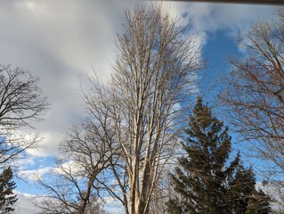 trees and sky