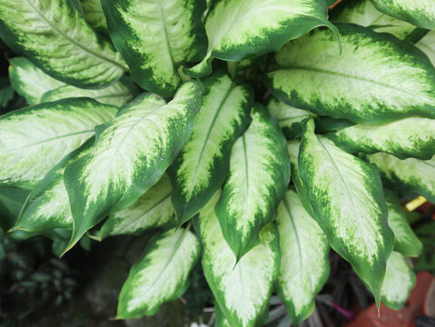 Dieffenbachia Camilla" Images  Browse 67 Stock Photos, Vectors, and Video  | Adobe Stock