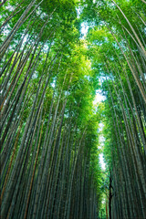 Obraz premium Bamboo Forest in Arashiyama, Kyoto, Japan