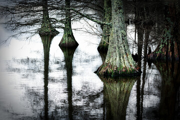 Cypress in Stumpy Lake - 765273881