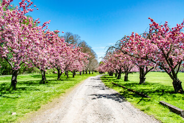 Garden Gravel Path Surrounded by Blooming Cherry Blossom Trees in Blue Lake Park, Portland, OR