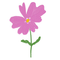 pink cosmos flower isolated
