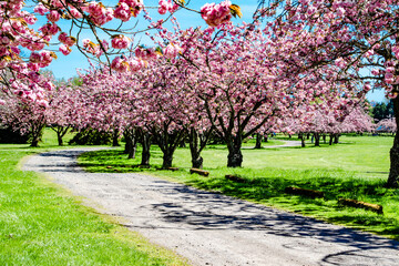 Cherry Blossom trees blooming along walkway in Portland, Oregon Blue Lake Park