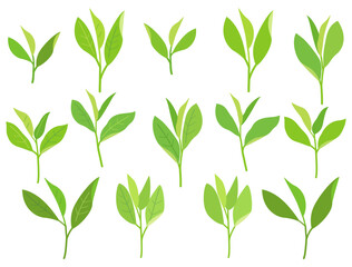 お茶の葉や新芽をイメージしたイラストのセット