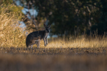 Wallaby in the Wild