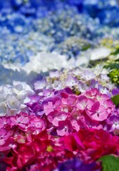 Flower rainbow