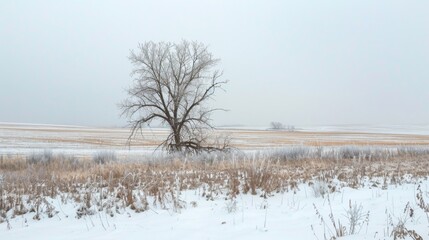 A sense of isolation and desolation pervades the landscape as frozen fields and barren trees serve as a reminder of the destructive power of winter disasters.