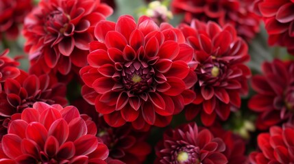 A romantic arrangement of deep red dahlias, symbolizing love and commitment