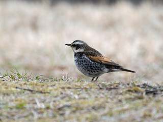 Tokyo, Japan - March 23, 2024: A thrush on a field