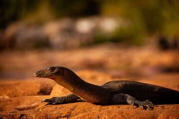 Monitor Lizard’s Contemplative Gaze