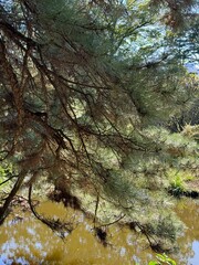 Japanese Black Pine 