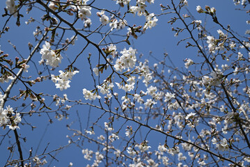 branches of white sakura against blue sky  in sunny afternoon