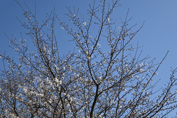 branches of  sakura blossoms in sunny day under blue sky