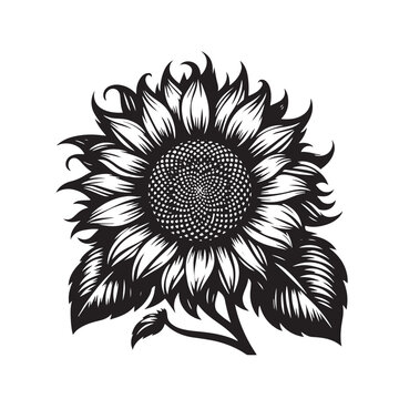 sunflower Vector silhouette illustration